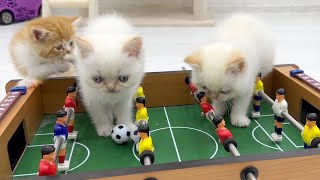 The white kitten team defeated the red kittens in a soccer game