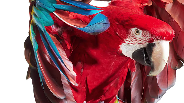 Broncolor - Sandy Nicholson | Exotic Animals - Par...