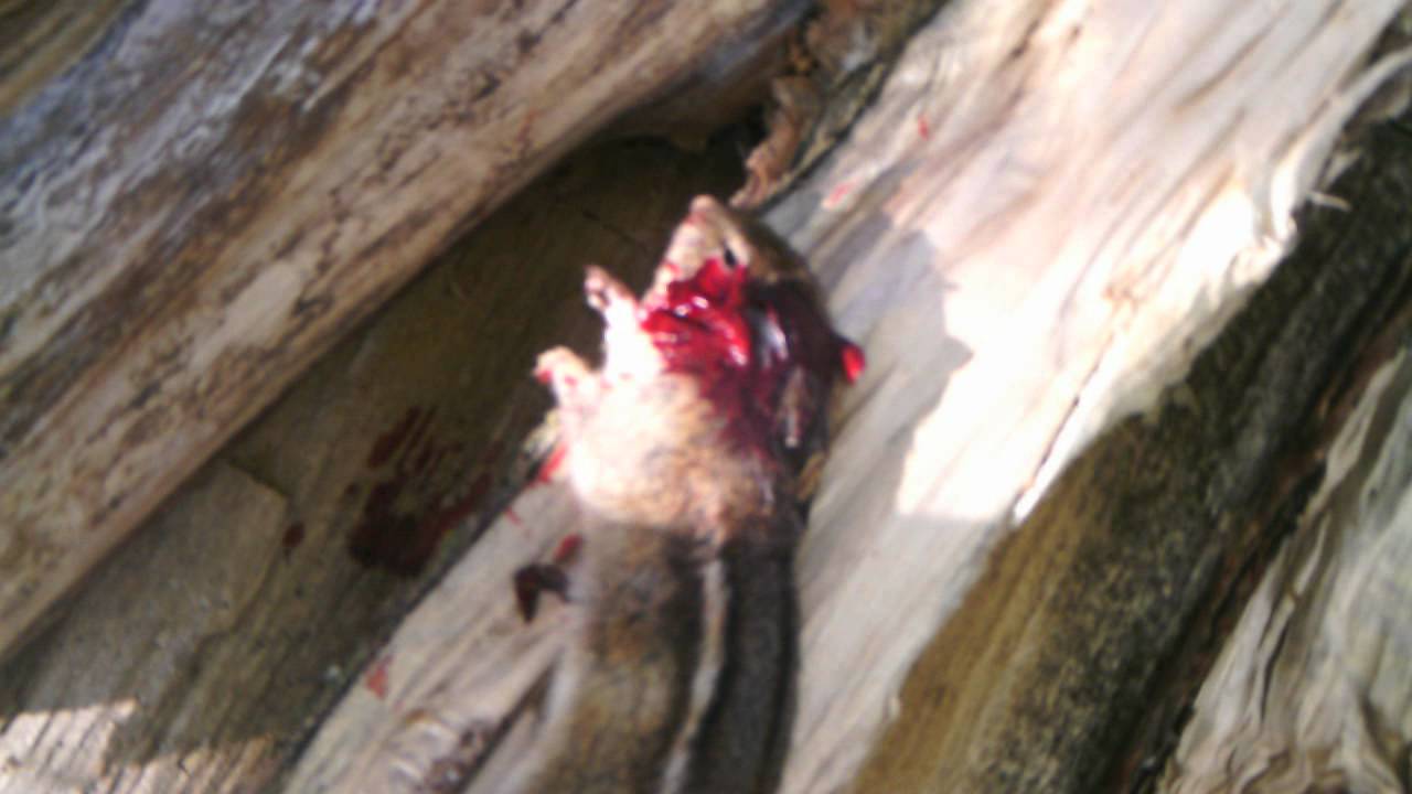 Daisy Powerline 880 Hunting 2 Youtube