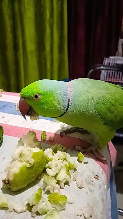 Mummy Mitthu 😍 #parrot #funny #greenparrot#talkingparrot#bird #cute#birds #parrottalking #anuandsuji