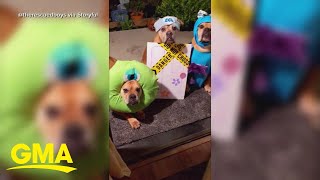 Cute pups get into the Halloween spirit