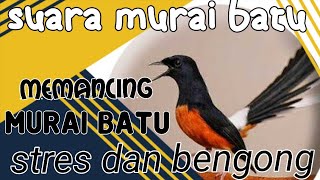 memancing murai batu stres dan bengong