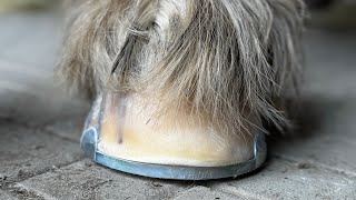 Hooftrimming Drafthorse