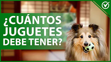 ¿A cuántos juguetes debe tener acceso un perro?