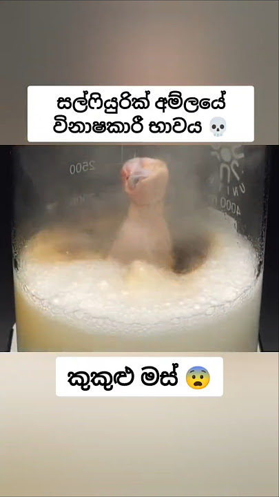 සෆියුරික් ඇසිඩ් වලට  මස් කෑල්ලක් දැම්මම වෙන අමුතුම දේ 😨 #fypシ #සැම්පා #ashuddha