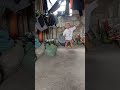 baby fiala