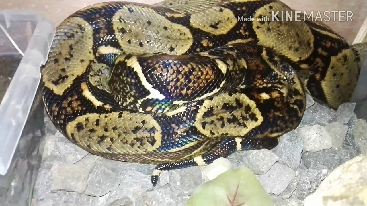Boa constrictor imperator costa rica - YouTube
