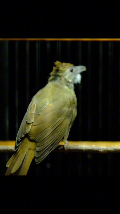 KAPAS TEMBAK GACOR NGEBREN NEMBAK PANJANG #kapastembak #birds #kapastembakgacor