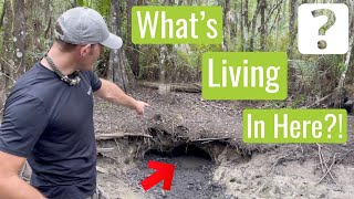 What Is Living In This Hole In The Everglades?!