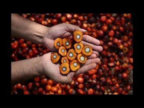 Vídeo: El Veneno Más Peligroso Se Encontró En El Aceite De Palma Comestible - Vista Alternativa