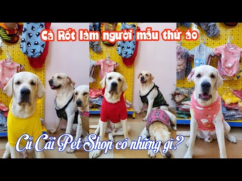 Siêu mẫu Cà Rốt phạm tội tày trời - Củ Cải Pet Shop bán những gì