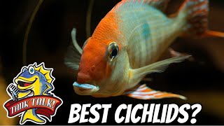 Download Lagu What Are The Best Cichlids For Your Aquarium?