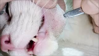 Abscess in cat by Gabi Vet 14,406 views 1 year ago 6 minutes, 44 seconds