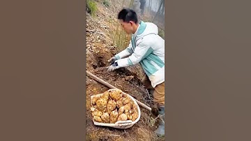 Thumbnail of Cool skills of cassava farmers harvesting cassava in the garden #shorts #farming #agriculture