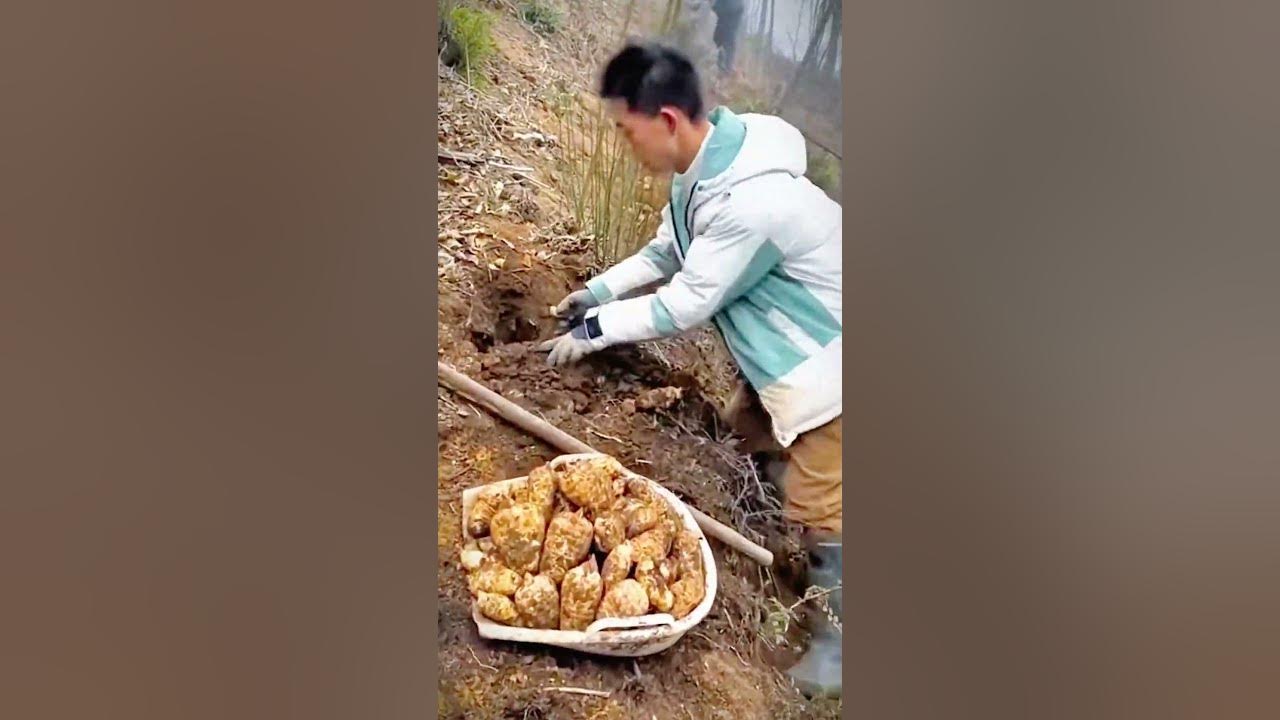 Cool skills of cassava farmers harvesting cassava in the garden #shorts #farming #agriculture