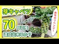 【芽キャベツ！遂に収穫！】収穫目標の70個は達成できたのか？　～狭い庭で家庭菜園～