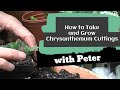 How to Take and Grow Chrysanthemum Cuttings | Garden Ideas