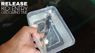 DIY KOI POND RELEASING KOI FISH by Nilo Nieves 1,258 views 2 months ago 10 minutes, 1 second