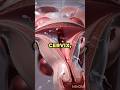 Inside the Female body: How Pregnancy Happens | 3D Medical Animation | Fertilization to Birth #sho