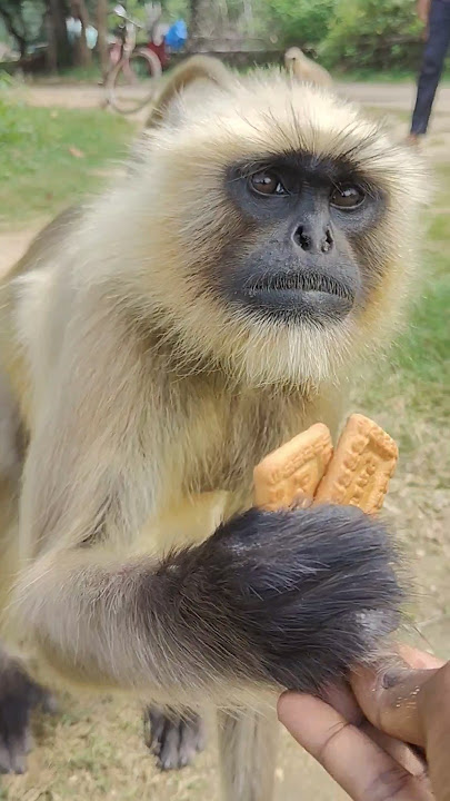 Hanuman 🌺🌺❤️❤️