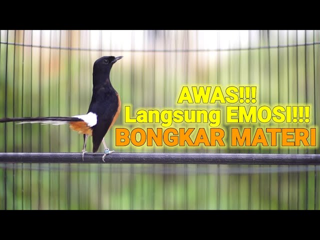 100% AMPUH MENAIKKAN EMOSI MURAI BATU YANG DIAM BIKIN MURAI BATU APAPUN LANGSUNG BONGKAR ISIAN class=