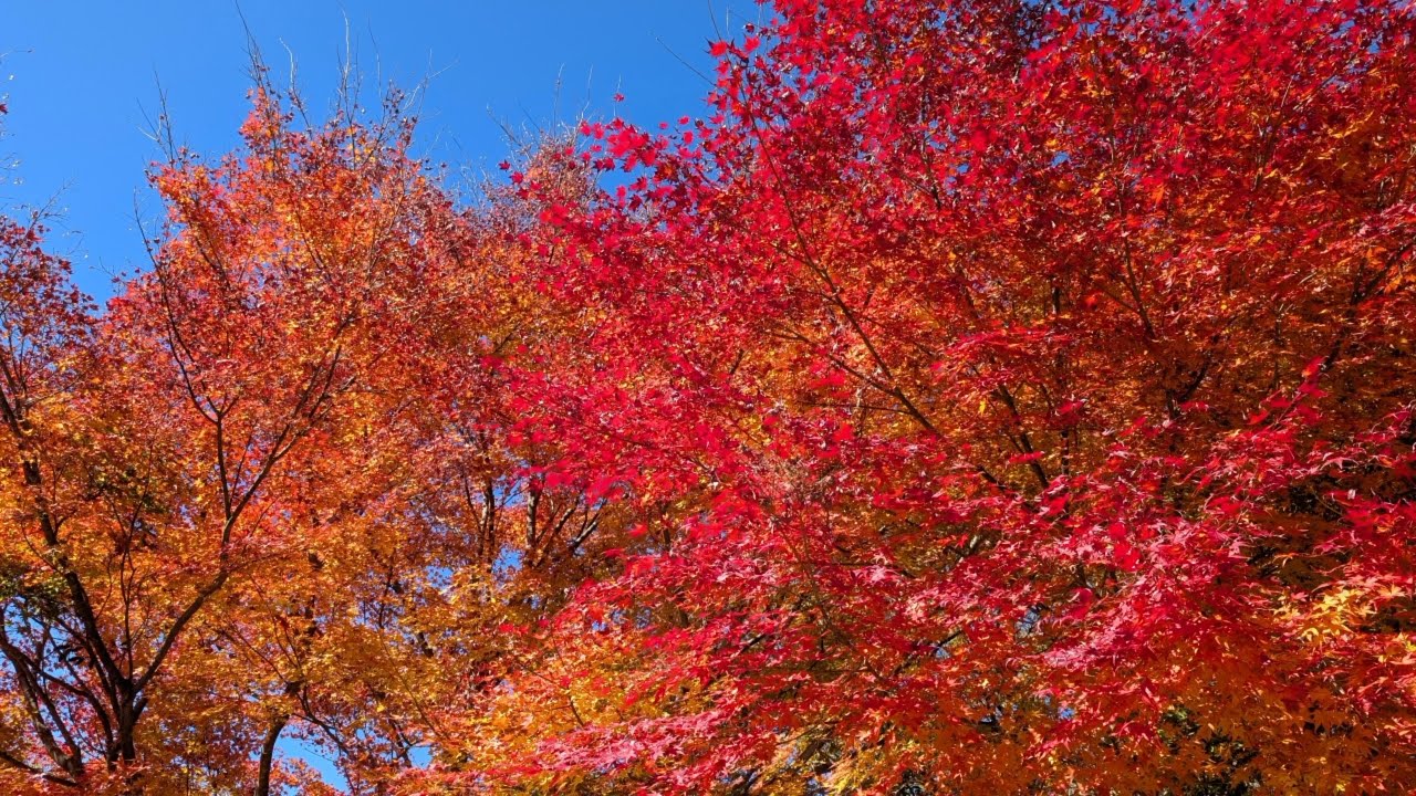 2025/11/22 ツーリング風景