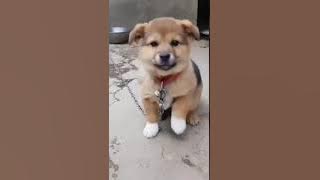 cute tommy || dog sound