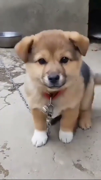 cute tommy || dog sound