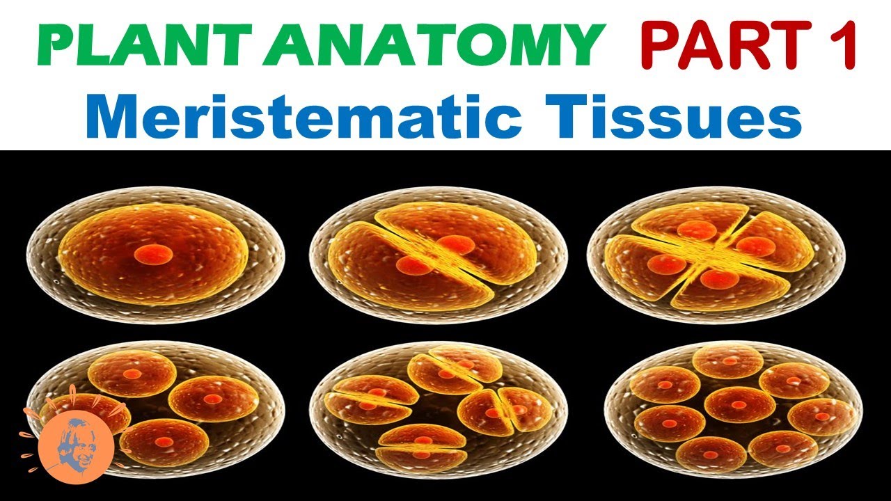 Meristematic tissues | Apical Meristem | Lateral meristem ...
