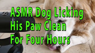 ASMR 4 Hours Long Dog Licking & Cleaning His Front Paw - Golden Retriever - Looped / Repeated screenshot 5