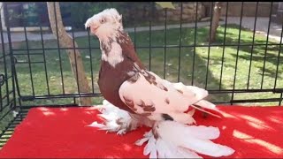 Двухчубый Голуби Кептерлер Кабутар Каботар Pigeons Pigeon