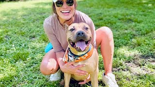 Teddy Boy Takes the Cake screenshot 2