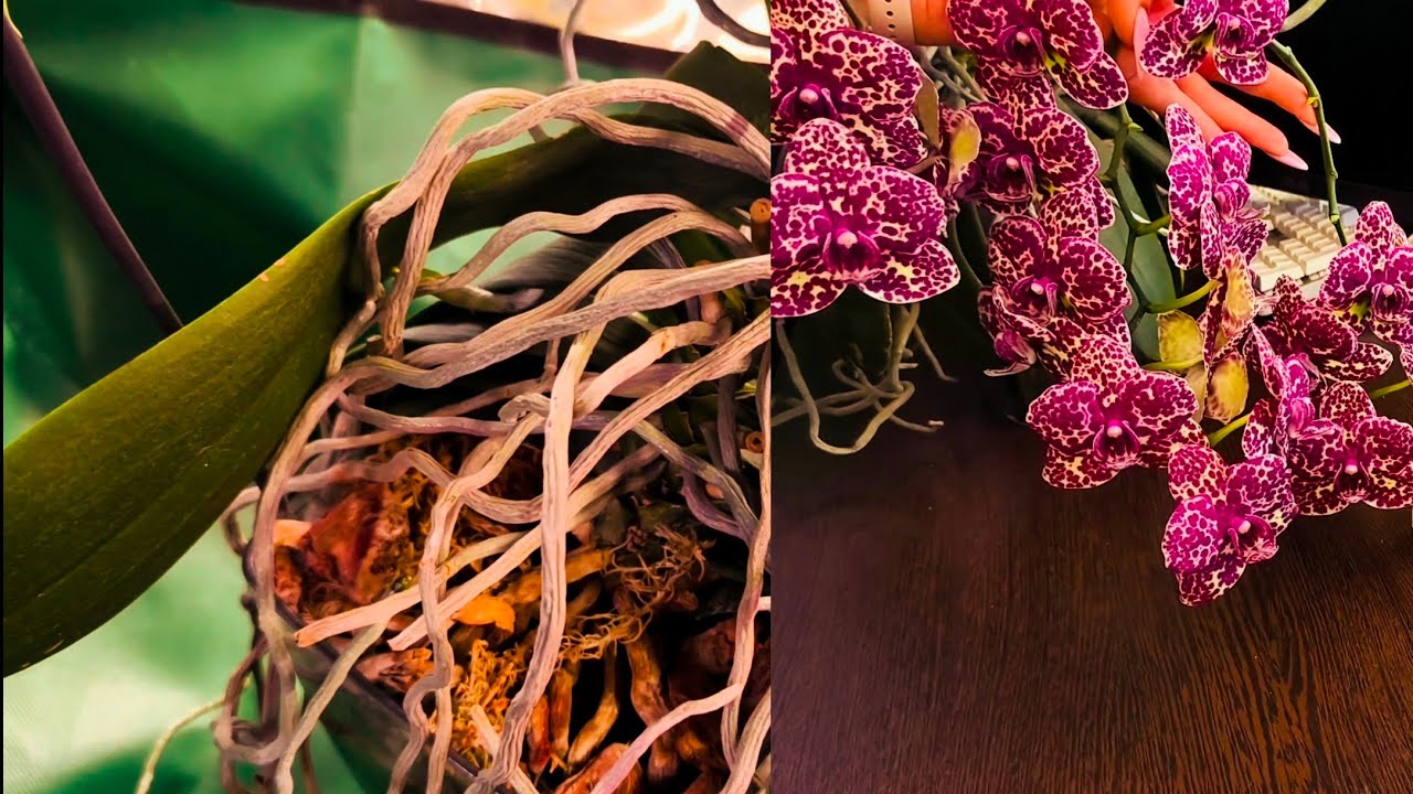 Дикий кот. Сложная пересадка спустя 5 лет. 