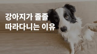 강아지가 따라다니는 이유는 분리불안 때문일까요?