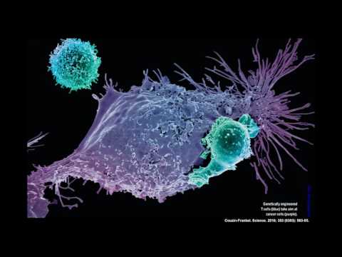 Immunotherapy: The New Frontier of Cancer Therapy