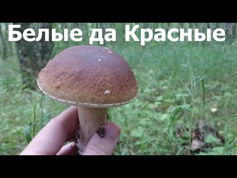 Vídeo: Onde há muitos cogumelos na região de Leningrado. Temporada de cogumelos na região de Leningrado
