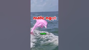 VÌ SAO CÁ HEO CÓ MÀU HỒNG | 😨 #fact #amazingfacts #thaukinhdongvat