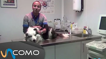 ¿Qué recomiendan los veterinarios para calmar a los perros?