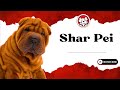 Unleash The Fun Facts: Shar Pei Puppies