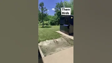 This Shits Fer The Birdz Stg This Shit Is For The Birds I M Telling You Cuhh 