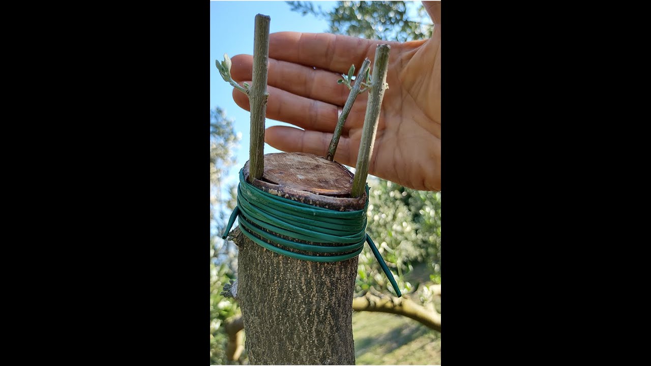 Kalemljenje na oblicu levantinka i krvavica