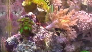 Морской аквариум с мягкими и LPS кораллами. Самодельный, на МГ-прожекторе