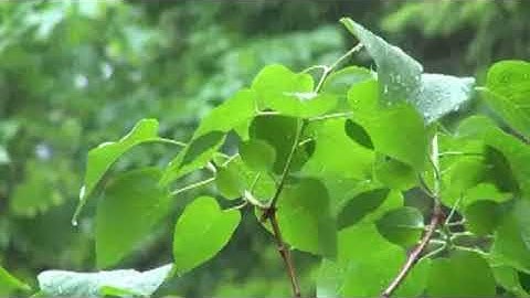 ( وَاضْرِبْ لَهُم مَّثَلَ الْحَيَاةِ الدُّنْيَا كَمَاءٍ ﴾ تلاوة خاشعة | الشيخ مشعل المطر١٤٣٩هـ