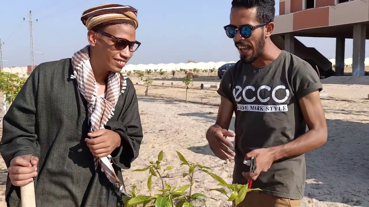 عرض نتائج تقليم صنف الكيت و الشيلي عمر سنتين و عمل دورة شهر 8 الفنية لمزرعة المعلم ستاموني المهملة