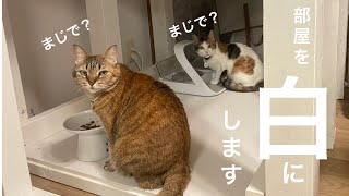 猫と暮らす部屋を白くします【白い部屋DIY】