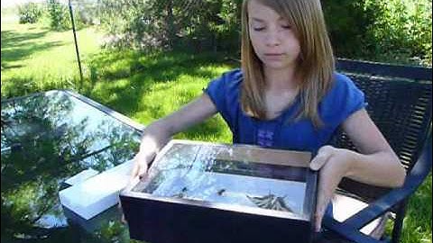 Insect Collecting - Tools & Tips