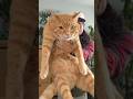 All problems are solved😸 #cat #orangecat #catlover #neko #kitty #shorts #cats #gato #gata #고양이 #neko