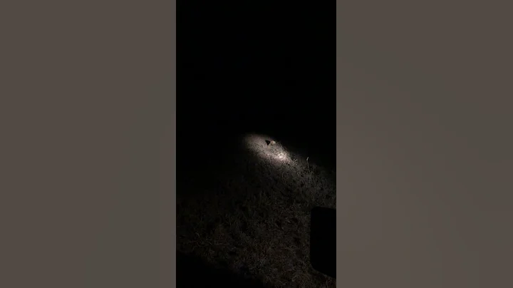 Lion roar!  Video by Graeme Stewart