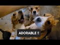 BABY BEAGLES 🐕 | LOOKING FOR A NICE HOME! 🏡