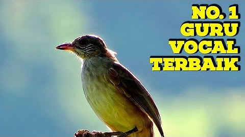 MASTERAN KATEM TERBAIKKKK 2024❗️KAPAS TEMBAK GACOR LAGU DAN SPEED PAS BUAT MASTERAN KATEM APAPUN